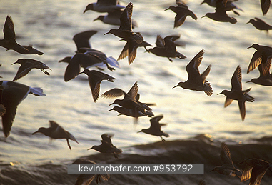 SHOREBIRDS: USA, Delaware, Delaware Bay, Red knots and gulls at sunset.