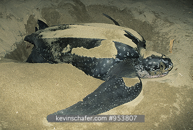 TURTLE, LEATHERBACK: (Dermochelys coriacea) Costa Rica, Las Baulas National Park, Nesting female leatherback turtle on beach.