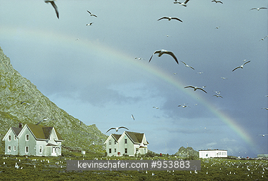 CALIFORNIA: USA, California, Farallon Islands, Western gulls in flight.
