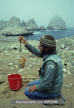 CALIFORNIA, USA: Researcher on Farallon Island, weighing Cassins Aucklet chicks.