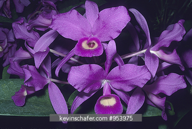 ORCHIDS:  \