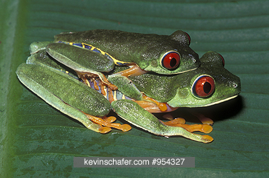 FROG, RED-EYED TREE: (Agalychnis callidryas) Mating pair, Tortuguero National Park, Caribbean coast of Costa Rica