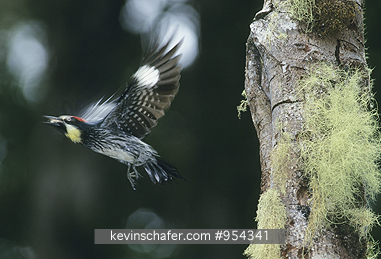 WOODPECKER, ACORN: (Melanerpes formicivorus) Costa Rica, Talamanca Mountains, Acorn woodpecker flying from nest.