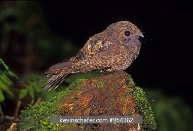 NIGHTJAR, DUSKY: (Caprimulgus saturatus) roosting in the daytime, Talamanca Range, Costa Rica.