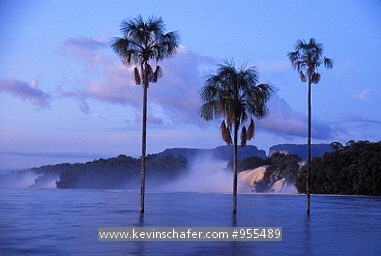 VENEZUELA: Canaima Lagoon, Canaima National Park, palm trees at dawn in the Carrao River.