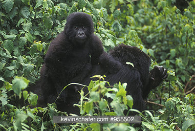 GORILLA, MOUNTAIN: (Gorilla gorilla beringei) group 11, Rwanda.
