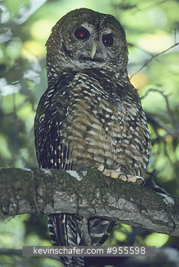 OWLS, NORTHERN SPOTTED: (Strix occidentalis) USA, Northern California, Northern spotted owl resting on a tree branch.