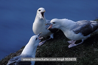 FULMAR, NORTHERN: (Fulmarus glacialis)  Scotland, Shetland Islands, Group squabbling on colony.