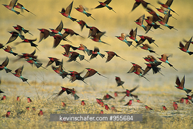 BEE-EATER, CARMINE: (Merops nubicoides) Botswana, Okavango Delta, Many carmine bee-eaters taking flight.