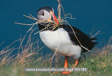PUFFIN, ATLANTIC: (Fratercula arctica) Scotland, Staffa Island, Atlantic puffin collecting nesting materials.