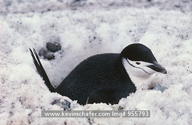 PENGUIN, CHINSTRAP: (Pygoscelis antarctica) 
Antarctica, Sandwich Island, Adult chinstrap penguin on nest buried in snow.