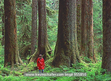 WASHINGTON: USA, Washington State, Olympic National Park, Hiker in Hoh Rainforest, old growth forest.