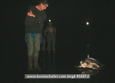 TURTLE, OLIVE RIDLEY SEA: (Lepidochelys olivacea) Costa Rica, Nancite Beach, Olive ridley turtle meets a tourist on beach.  Costa Rica is a prime destination for ecotourism.