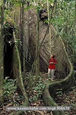 COSTA RICA: Costa Rica, Cano Negro National Park, Hiker next to giant buttresses of ceiba tree.