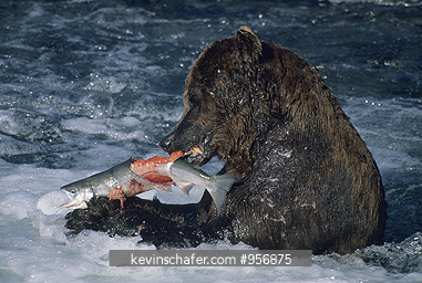 BEAR, BROWN: (Ursus arctos)  Fishing for salmon, July, Katmai National Park, Alaska