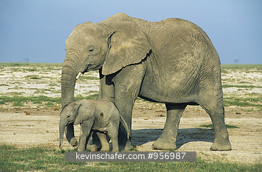 ELEPHANTS, AFRICAN: (Loxodonta africana)  Kenya, Amboseli National Park, Adult and child elephants.