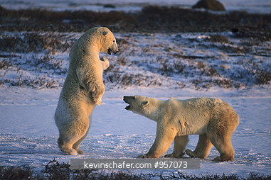 BEAR,  POLAR: (Ursus maritimus) 
Canada, Manitoba, Churchill, Polar bears play-fighting.