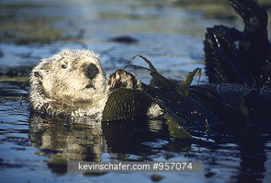 OTTER, SEA: (Enhydra lutris)  USA, California, Monterey Bay, Sea otter floating among kelp.  WILD