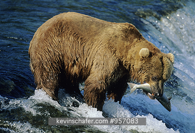 BEAR, BROWN : (Ursus arctos)
USA, Alaska, Katmai National Park, Brooks River, 
Grizzly Brown bear fishing for salmon.