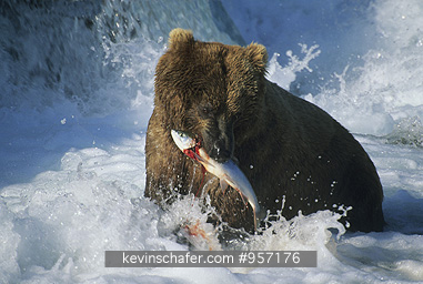 BEAR, BROWN : (Ursus arctos) USA, Alaska, Katmai National Park, Brooks River, Brown bear fishing for salon.