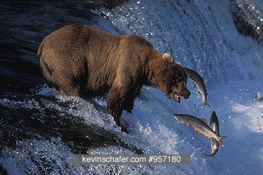 BEAR, BROWN: (Ursus arctos) Fishing for salmon, Brooks River, Katmai National Park, Alaska, July.