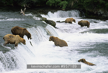 BEAR, BROWN (GRIZZLY): (Ursus arctos) USA, Alaska, Katmai National Park, Brooks River, Crowd of brown bears fishing for salmon.