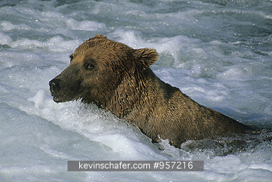 BEAR, BROWN (GRIZZLY): (Ursus arctos) USA, Alaska, Katmai National Park, Brooks River, Brown bear fishing for salmon.