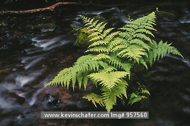 COSTA RICA: Costa Rica, La Amistad National Park, Ferns on banks of Rio Negro.