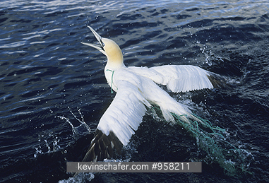 GANNET: (Sula bassana)  
Scotland, Gannet trapped in net, struggling to free itself.