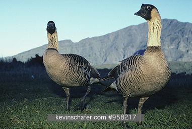 GOOSE, NENE: (Neschoen sandvicensis) USA, Hawaii, Maui, Haleakala Crater, Two Nene geese.