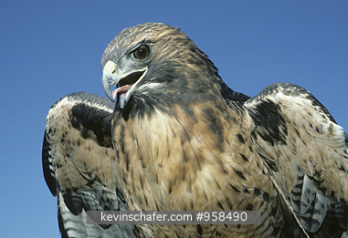 HAWK, RED-TAILED: (Buteo jamaicensis)  USA, California, Marin County, Close-up of a red-tailed hawk.