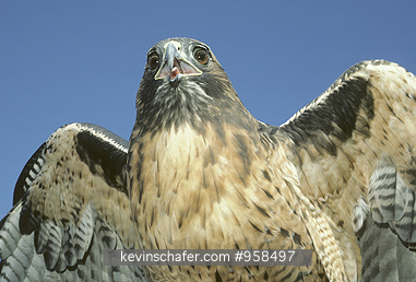 HAWK, RED-TAILED: (Buteo jamaicensis)  USA, California, Marin County, Close-up of a red-tailed hawk.