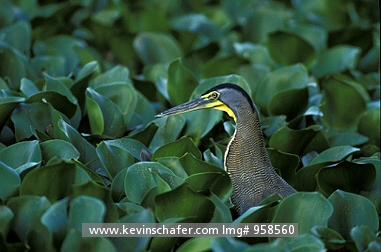 HERON, BARE-THROATED TIGER: (Tigrisoma mexicanum)  Costa Rica, Palo Verde National Park, Portrait of a bare-throated tiger heron.