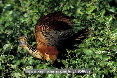 HOATZIN: (Opisthocomus hoatzin)  Brazil, Amazon River, Portrait of a hoatzin.