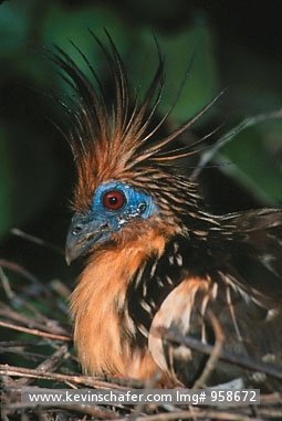 HOATZIN: (Opisthocomus hoatzin) Venezuela, Hato Pinero, Llanos, Nesting female hoatzin.