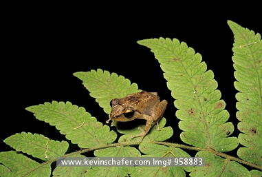 FROG, COQUI: (Eleutherodactylus coqui) Puerto Rico, El Yunque Forest, Portrait of a coqui frog, also known as a Puerto Rican frog.