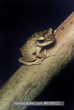 FROG, COQUI: (Eleutherodactylus coqui) Puerto Rico, El Yunque Forest, Portrait of a coqui frog, also known as a Puerto Rican frog.