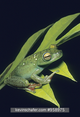 FROG, RED-WEBBED TREE: (Hyla rufitela) Red-webbed tree frog on leaf.  Kuna Yala Reserve, Panama