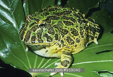 FROG, ORNATE HORNED: (Ceratophrys ornata) Brazil, Portrait of an ornate horned frog.