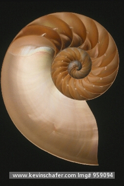 NAUTILUS, CHAMBERED: (Nautilus pompilius)  South Pacific, Cross section of  nautilus shell.