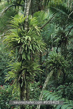 PUERTO RICO: Puerto Rico, El Yunque Rainforest, also known as the Caribbean National Forest, Bromeliads on tree.