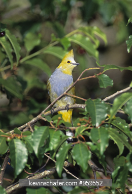 FLYCATCHER, SILKY LONG-TAILED: (Ptilogonys caudatus) Costa Rica.