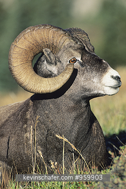 SHEEP, BIGHORN: (Ovis canadensis)  Canada, Alberta, Jasper National Park, Portrait of a bighorn sheep.