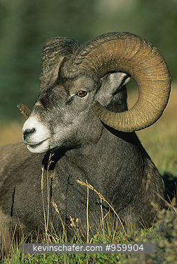 SHEEP: (Ovis canadensis) Bighorn Sheep, Jasper National Park, Alberta, Canada.
