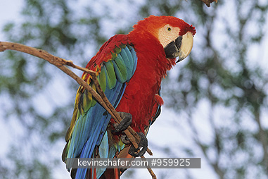 MACAW, SCARLET: (Ara macao)  SE Peru, Tambopata Reserve, Scarlet macaw resting in tree.