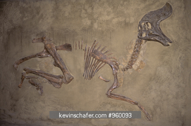 FOSSIL: Dinosaur, fossil of Lambeosaurus, cretaceous, Royal Tyrell Museum, Drumheller, Alberta, Canada.