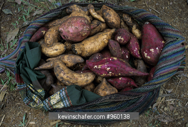 YAMS: Primary food, Highlands, Papua New Guinea.