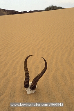 NAMIBIA: Namib Desert, Springbuck horns and skeleton  in sand dune.