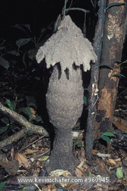TERMITE: Termite mound, Korup Park, rainforest, Cameroon.