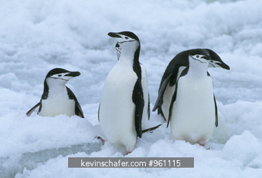 PENGUIN, CHINSTRAP: (Pygoscelis antarctica) on snow, South Sandwich Islands, Antarctica.